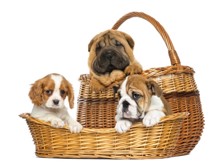 dogs, Three, 3, Wicker, Basket, Shar, Pei, Puppy HD Wallpaper Desktop Background