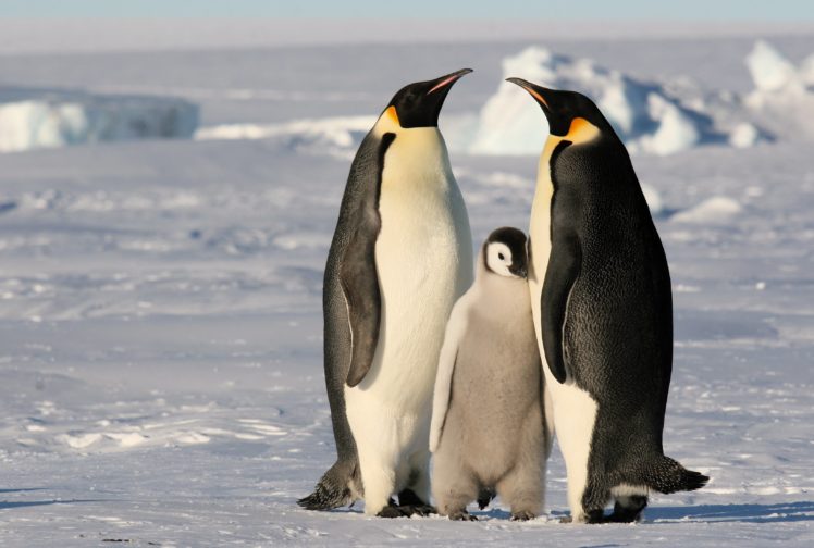 penguins, Emperor, Penguin Wallpapers HD / Desktop and Mobile Backgrounds