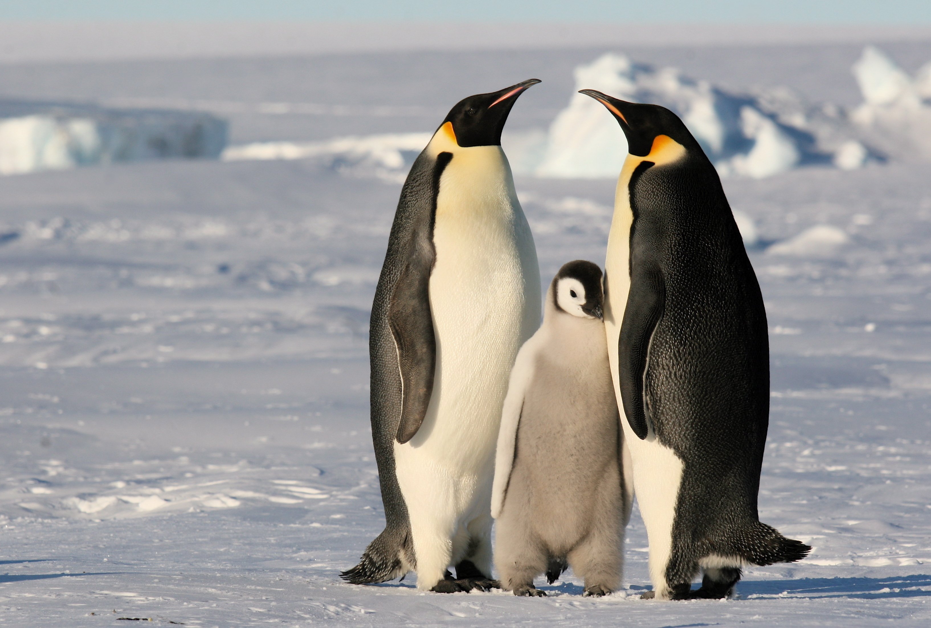 penguins, Emperor, Penguin Wallpaper