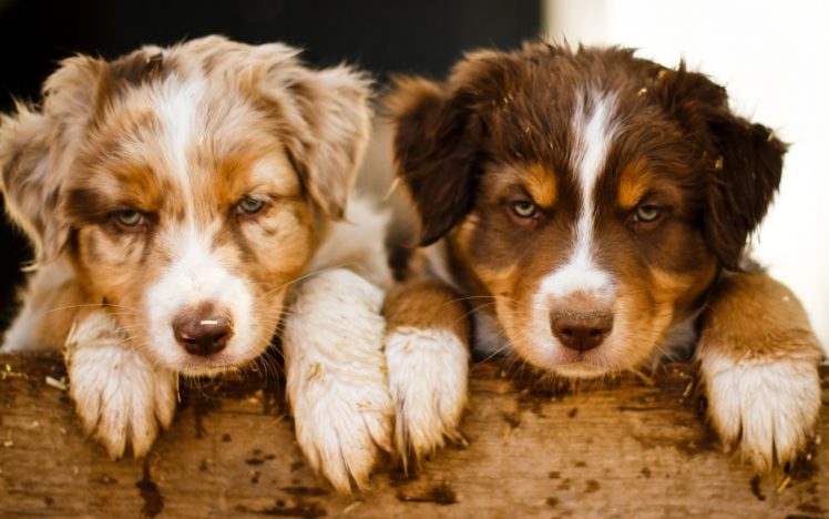 puppies, Dogs, Puppy HD Wallpaper Desktop Background
