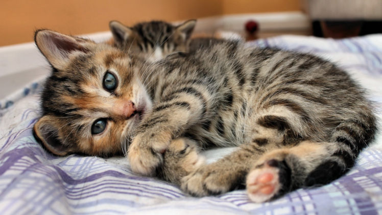 kittens, Feline, Babies, Face, Eyes, Pov, Cats, Cute HD Wallpaper Desktop Background