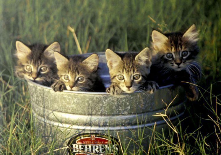 cat, Cats, Kitten, Baby HD Wallpaper Desktop Background