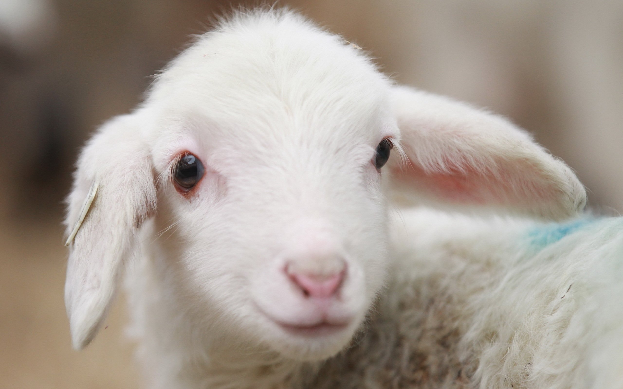 sheep Wallpaper
