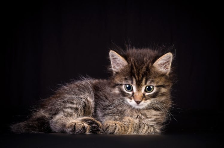 cats, Cat, Kitten, Kittens HD Wallpaper Desktop Background
