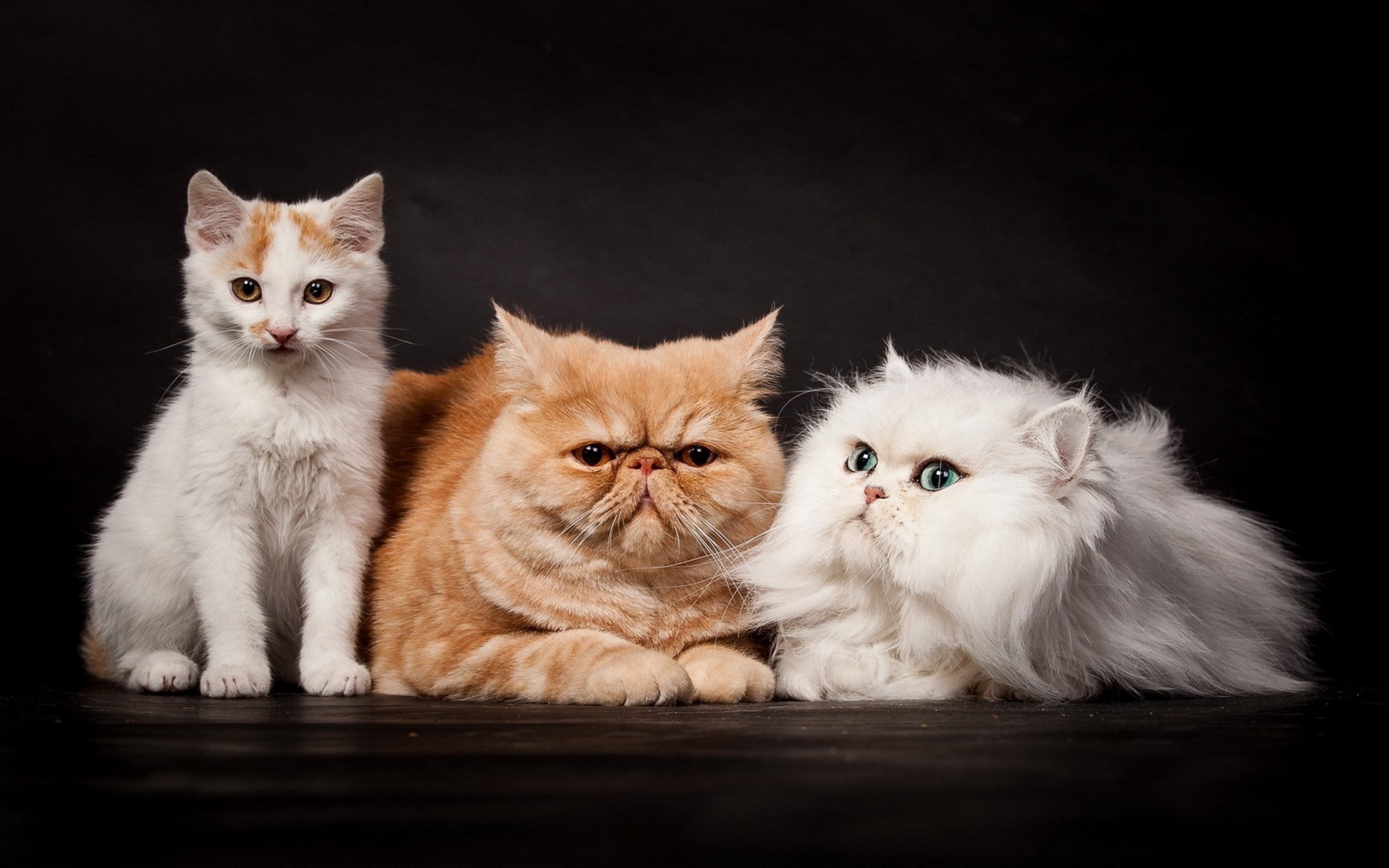 Всякие кошечки. Три кошки. Персидская кошка. Персидская кошка котята. Кошка с котятами.