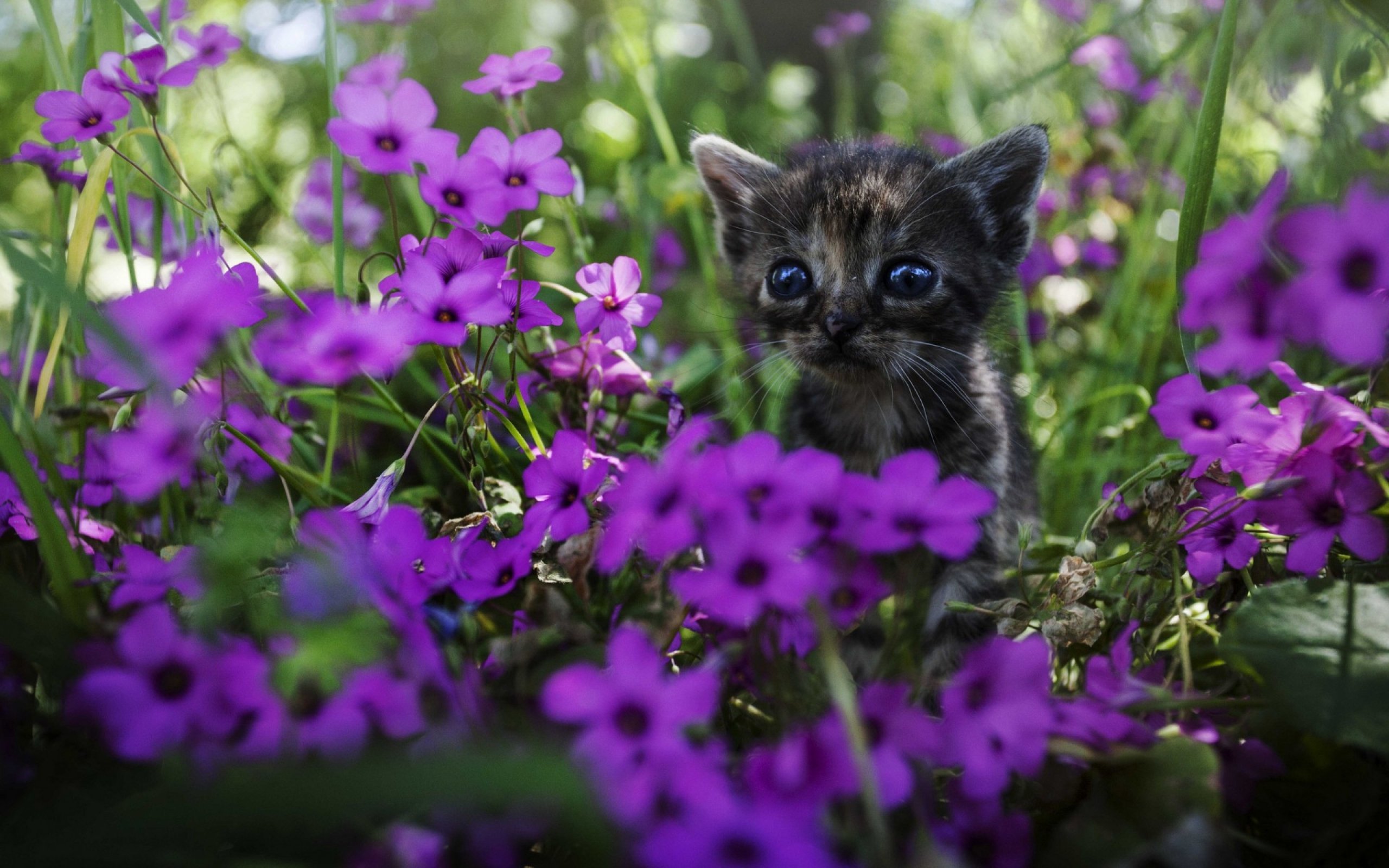 Кошечки живые. Котенок в цветах. Котёнок с цветком. Красивые котики. Милый котик в цветах.