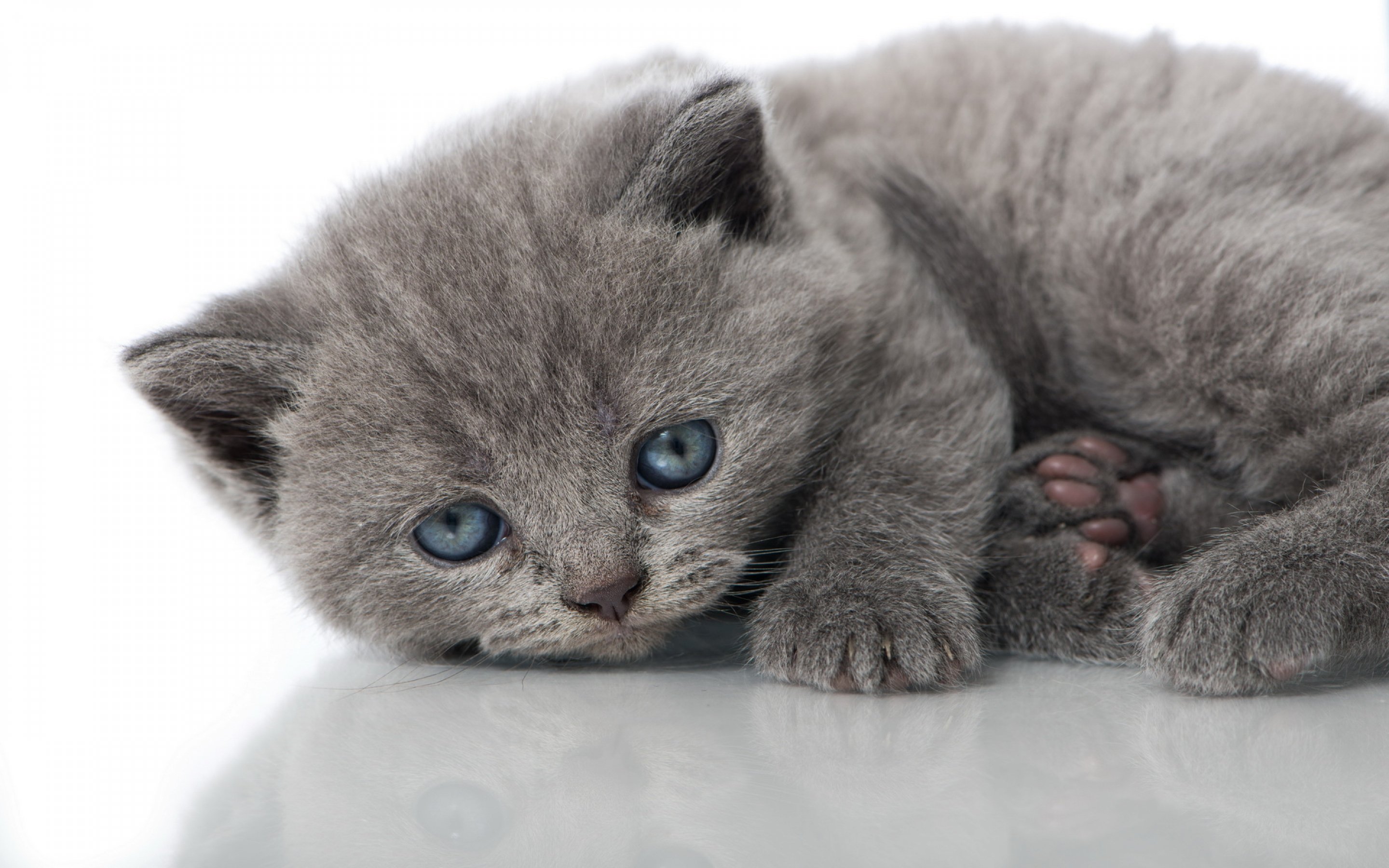cats, Cat, Kitten, Kittens Wallpaper