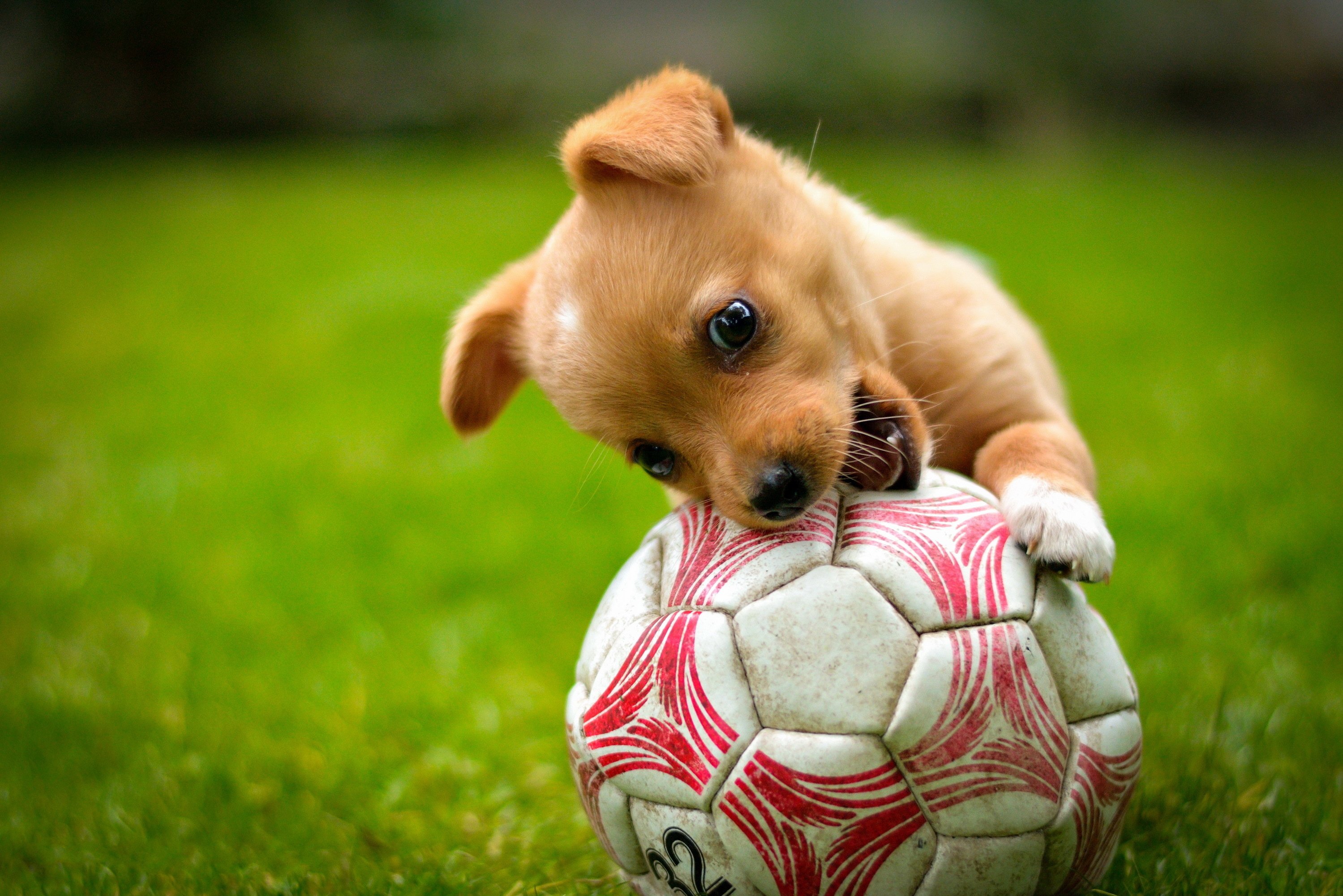 ball, Game, Red, Dog, Lawn, Puppy, Soccer Wallpaper