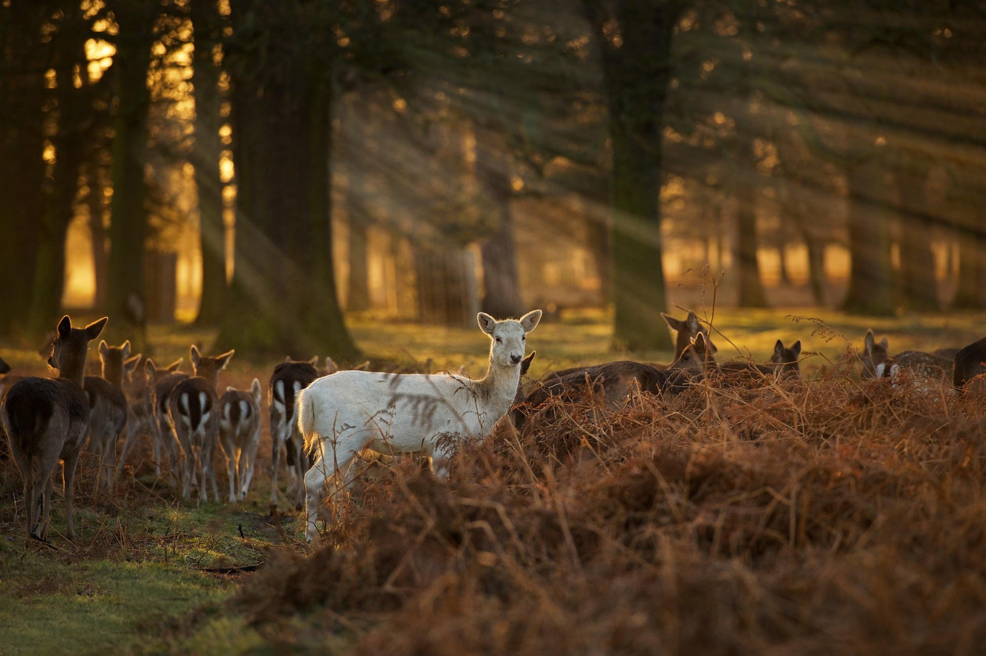 white, Faun, Deer, Baby, Forest, Sunset, Sunrise Wallpaper