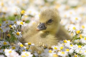 chick, Daisy, Flowers, Duck