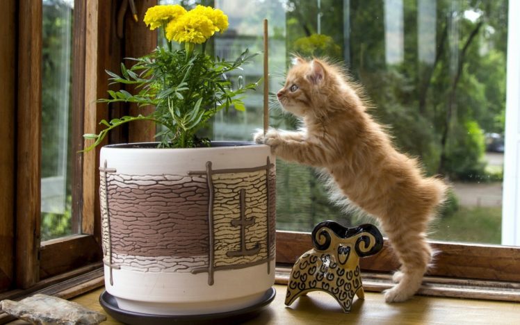kuril, Bobtail, Kitten, Flower, Flowerpot, Curiosity, Figurine, Cat HD Wallpaper Desktop Background