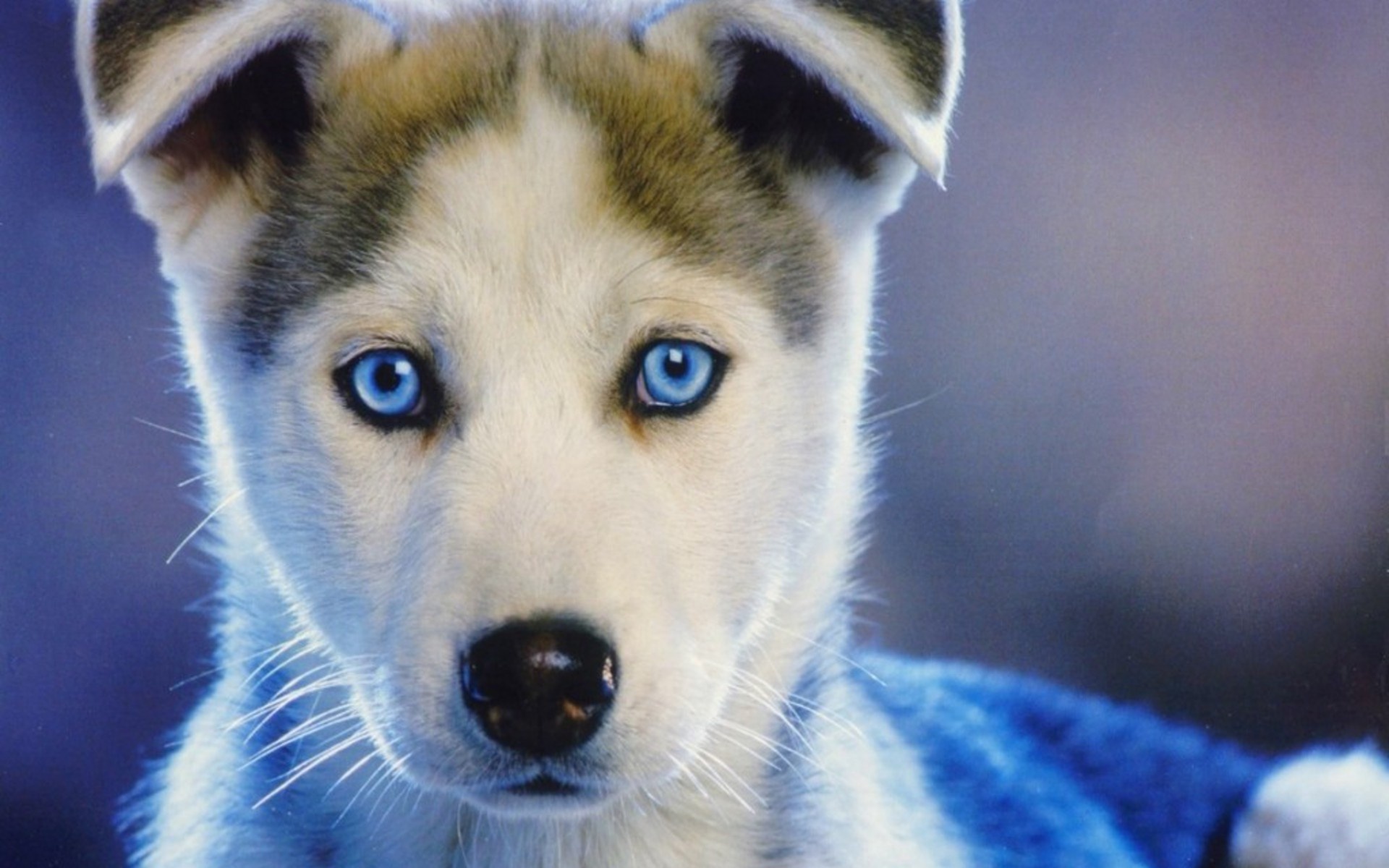 animals, Dogs, Babies, Puppy, Face, Eyes, Pov Wallpaper