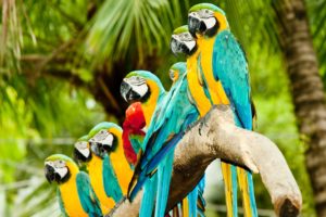 colourful, Parrots