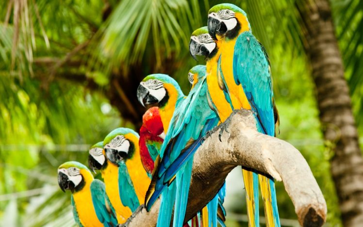 colourful, Parrots HD Wallpaper Desktop Background