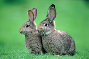 two, Rabbits