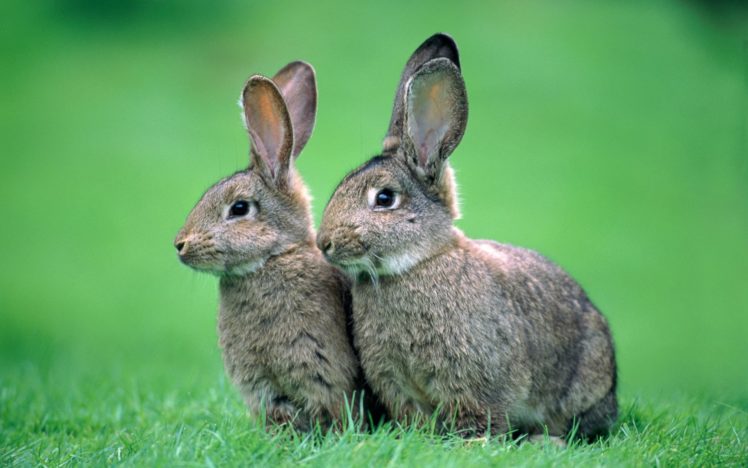 two, Rabbits HD Wallpaper Desktop Background