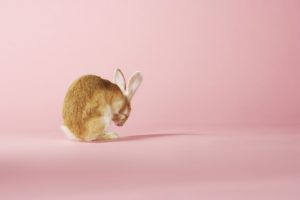 rabbit, In, Pink