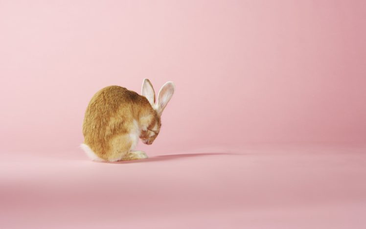 rabbit, In, Pink HD Wallpaper Desktop Background