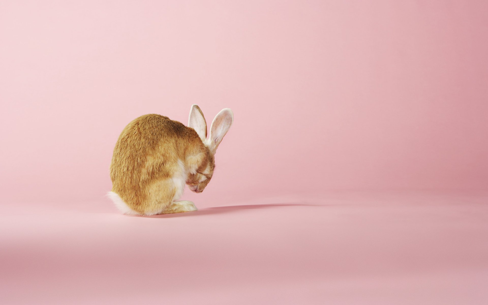 rabbit, In, Pink Wallpapers HD / Desktop and Mobile Backgrounds