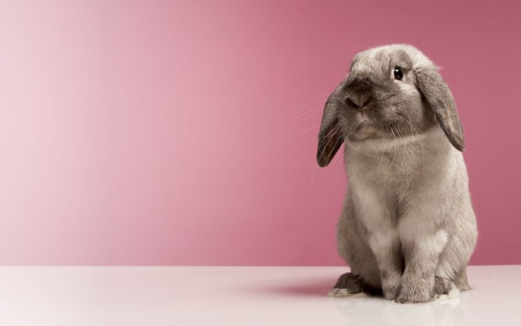 shy, Rabbit HD Wallpaper Desktop Background