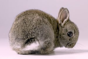 tiny, Rabbit