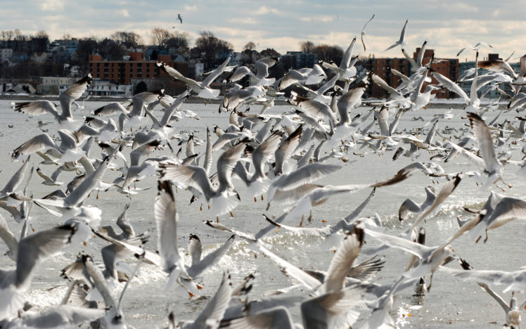 seagulls, Wings HD Wallpaper Desktop Background