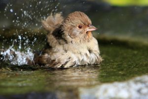 birds, Drops, Splash, Water