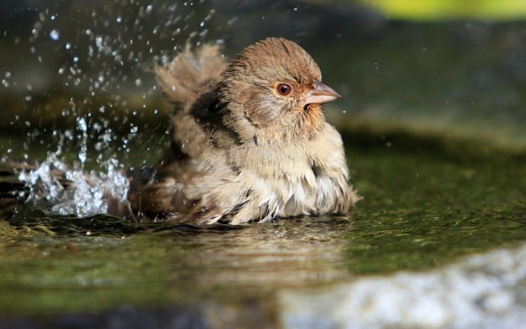 birds, Drops, Splash, Water HD Wallpaper Desktop Background