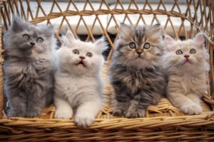 kitten, Baby, Cat, S