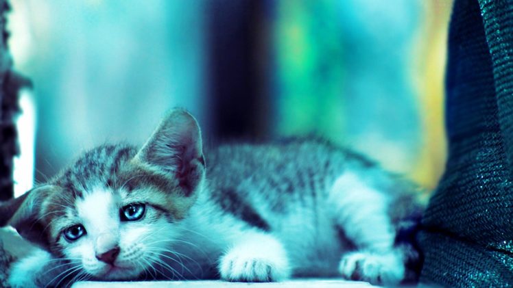 cats, Animals, Sad HD Wallpaper Desktop Background