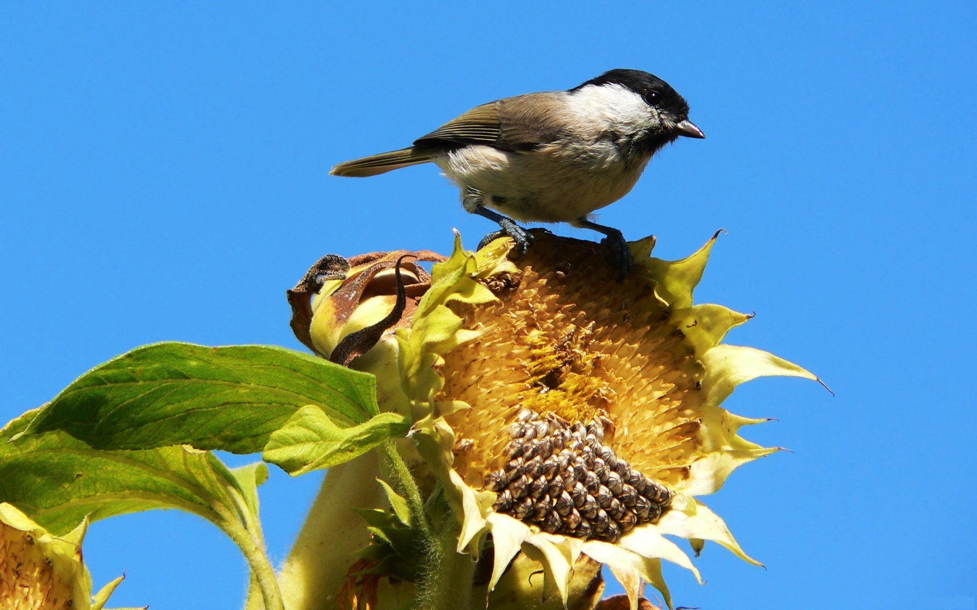 sunflowers, 1920x1200, Wallpaper, Animals, Birds, Hd Wallpaper