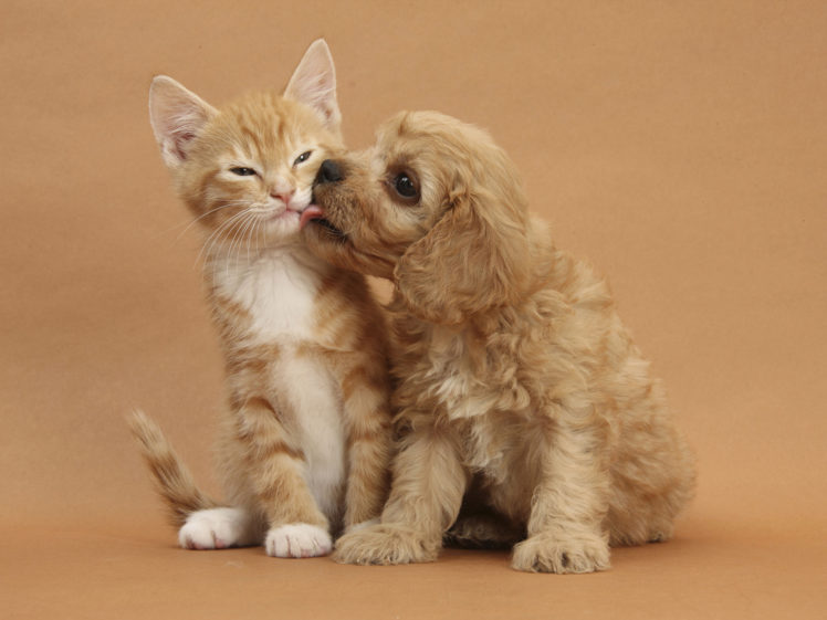 animals, Kitten, Puppy, Cat, Dog HD Wallpaper Desktop Background