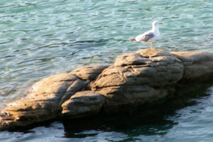 seagull, On, Rock
