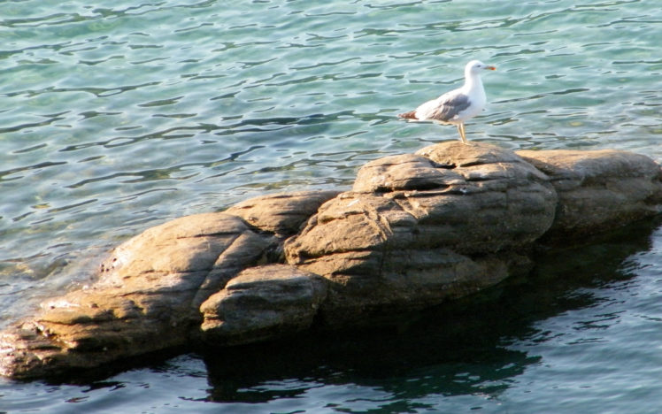 seagull, On, Rock HD Wallpaper Desktop Background