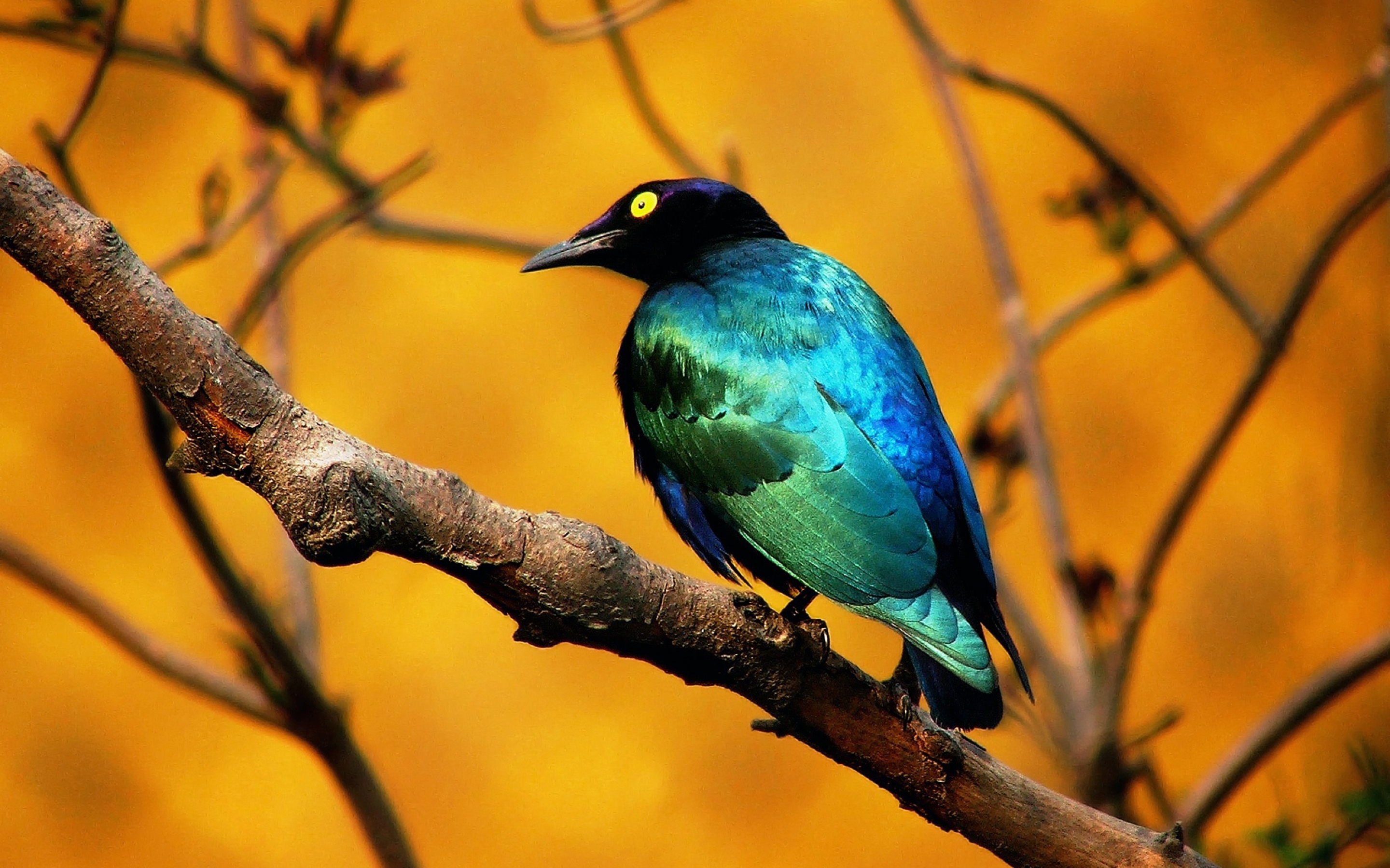 blue, Bird Wallpaper