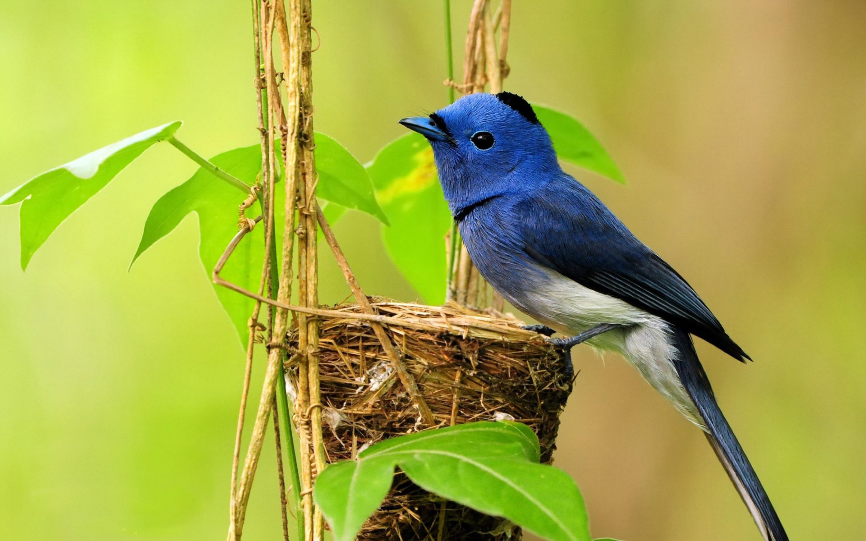 single, Blue, Bird Wallpaper