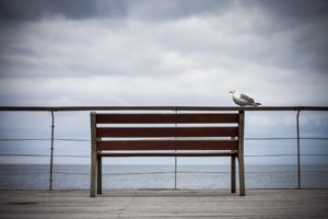 bench, Seagull, Birds, Ocean, Sky