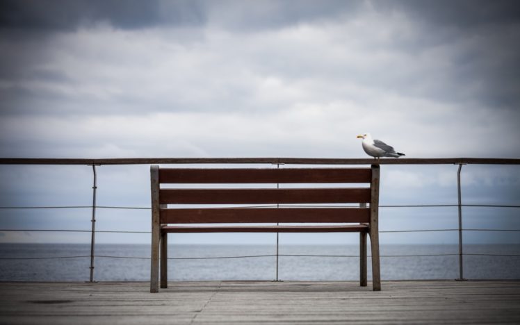 bench, Seagull, Birds, Ocean, Sky HD Wallpaper Desktop Background