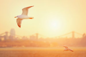 birds, Gulls, Morning, Light, Bridge, Sunrise