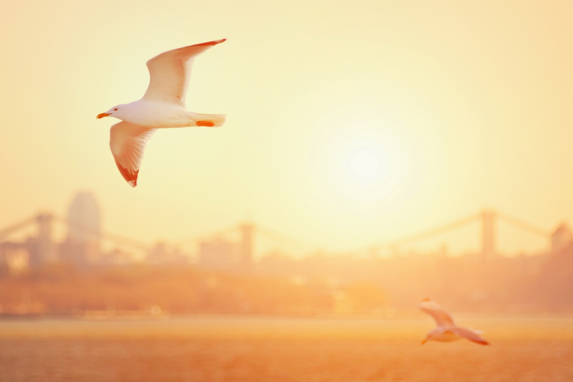 birds, Gulls, Morning, Light, Bridge, Sunrise Wallpaper