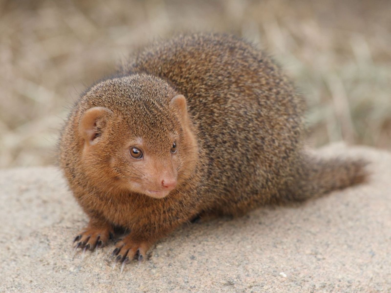 mongoose, Herpestidae Wallpaper