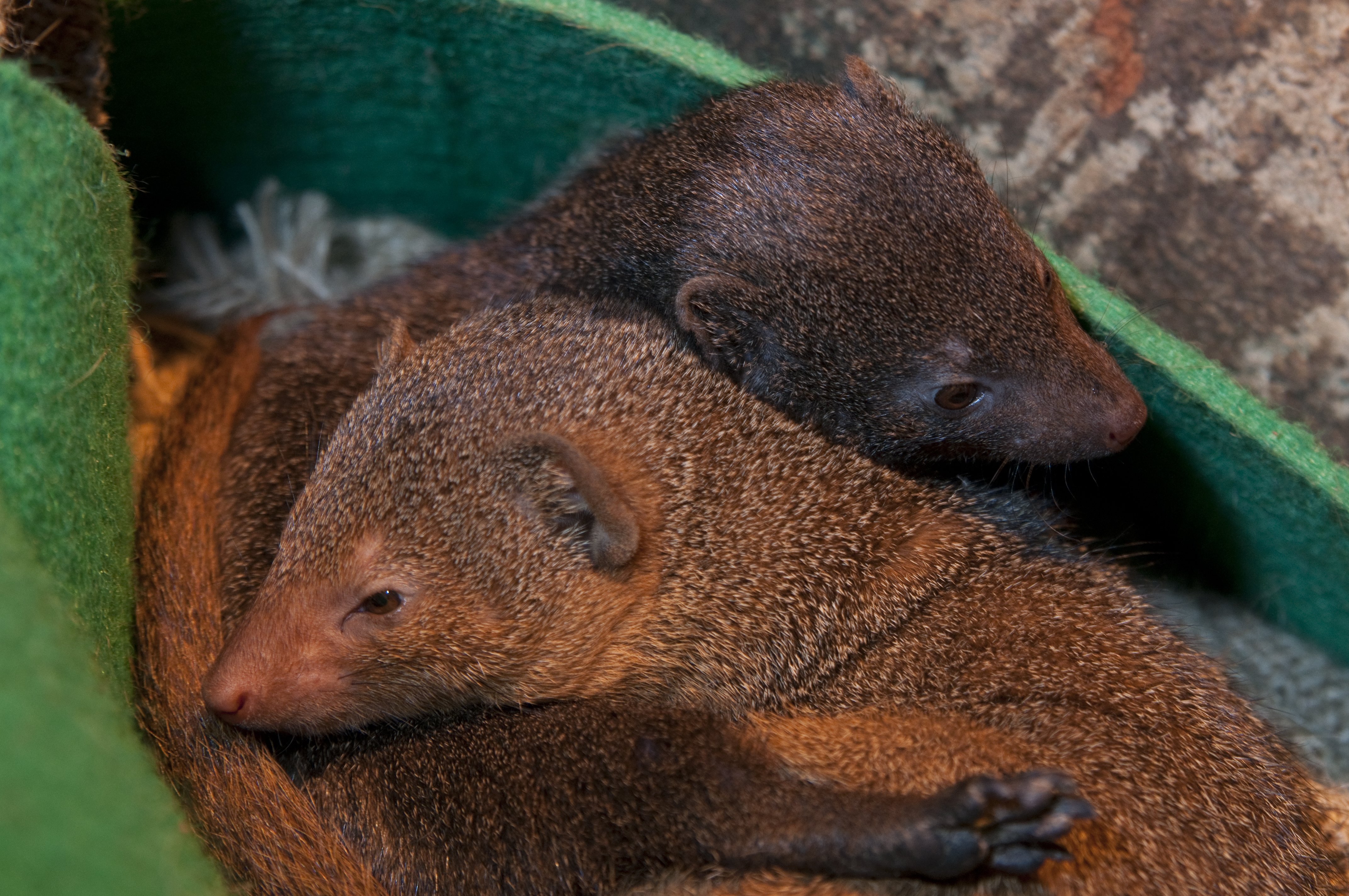 mongoose, Herpestidae Wallpapers HD / Desktop and Mobile Backgrounds