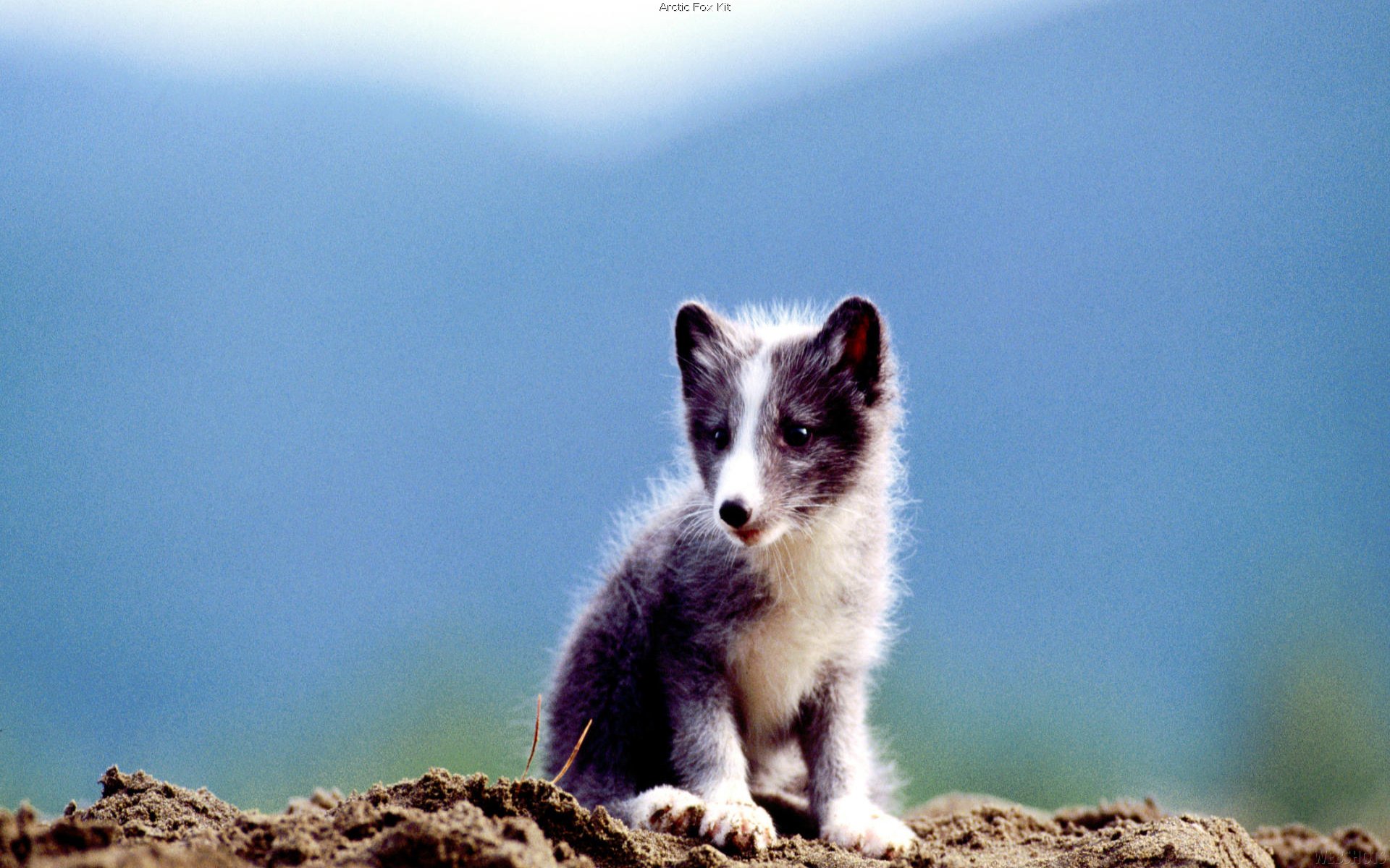 arctic, Fox, Foxes Wallpaper