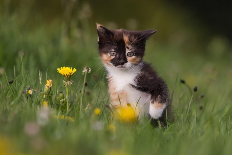kitten, Dandelions, Flowers HD Wallpaper Desktop Background