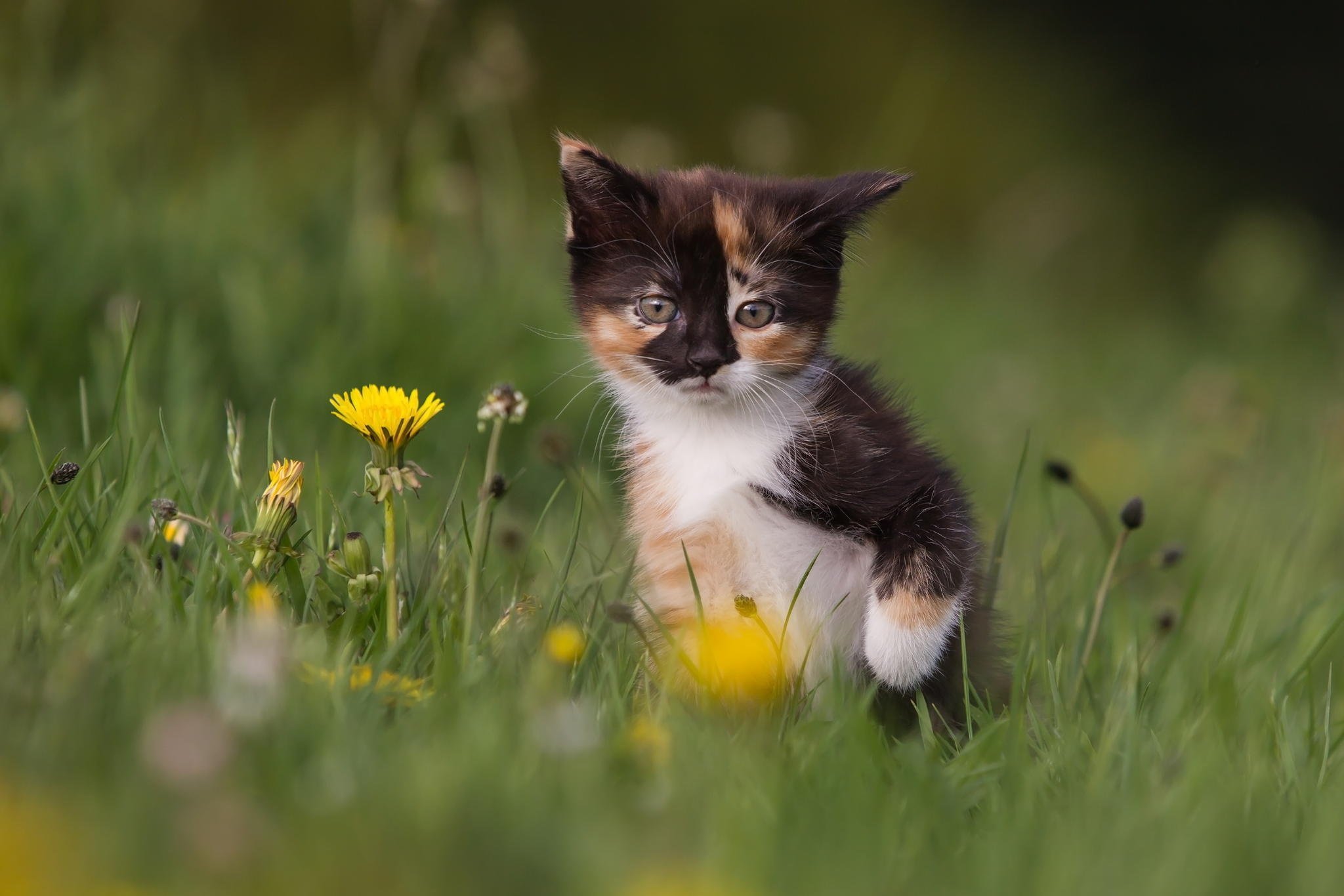 kitten, Dandelions, Flowers Wallpaper