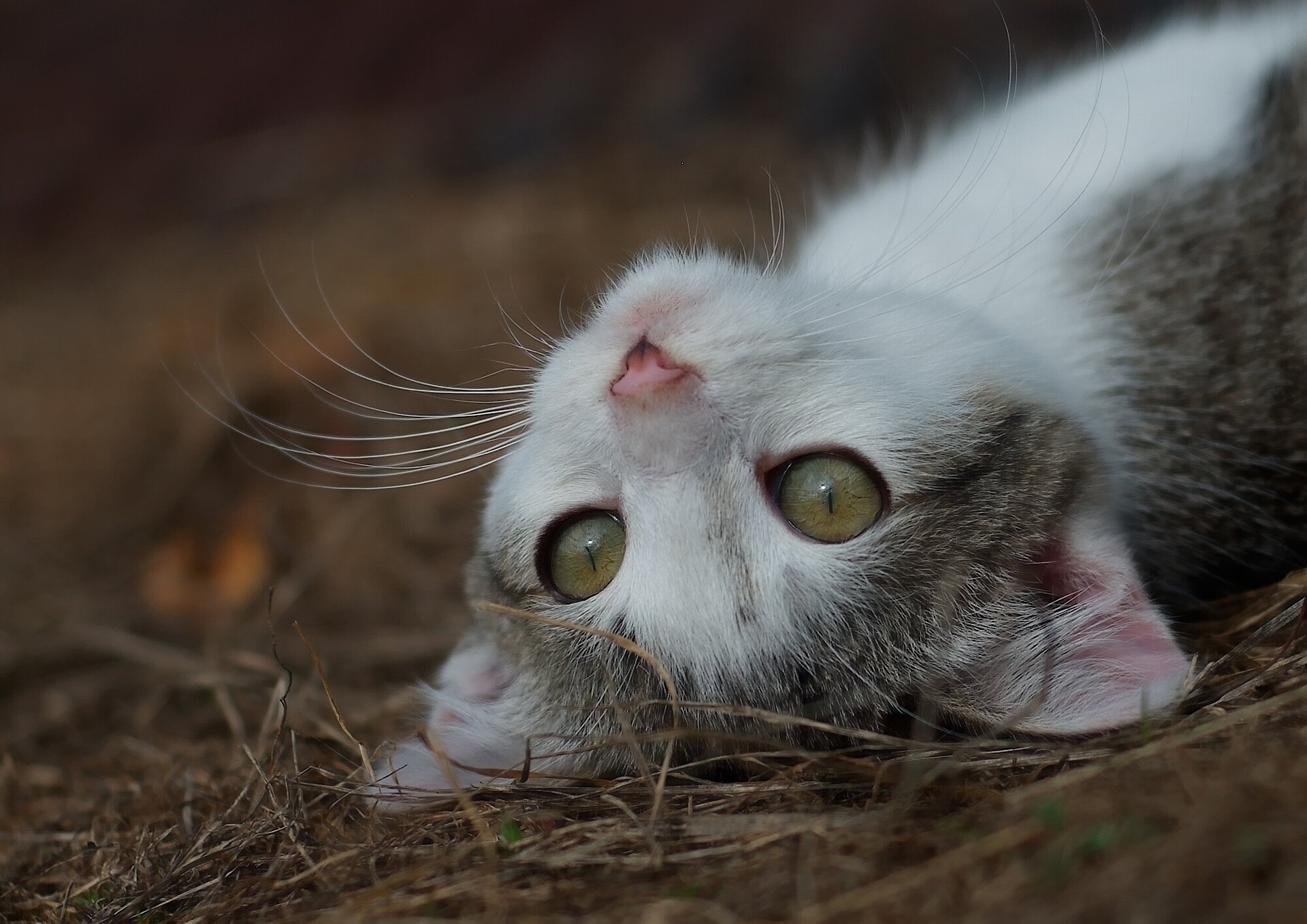 kitten, Puss, Eyes, Whiskers Wallpaper