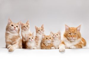 maine, Coon, Cat, Kitten, Family, Red