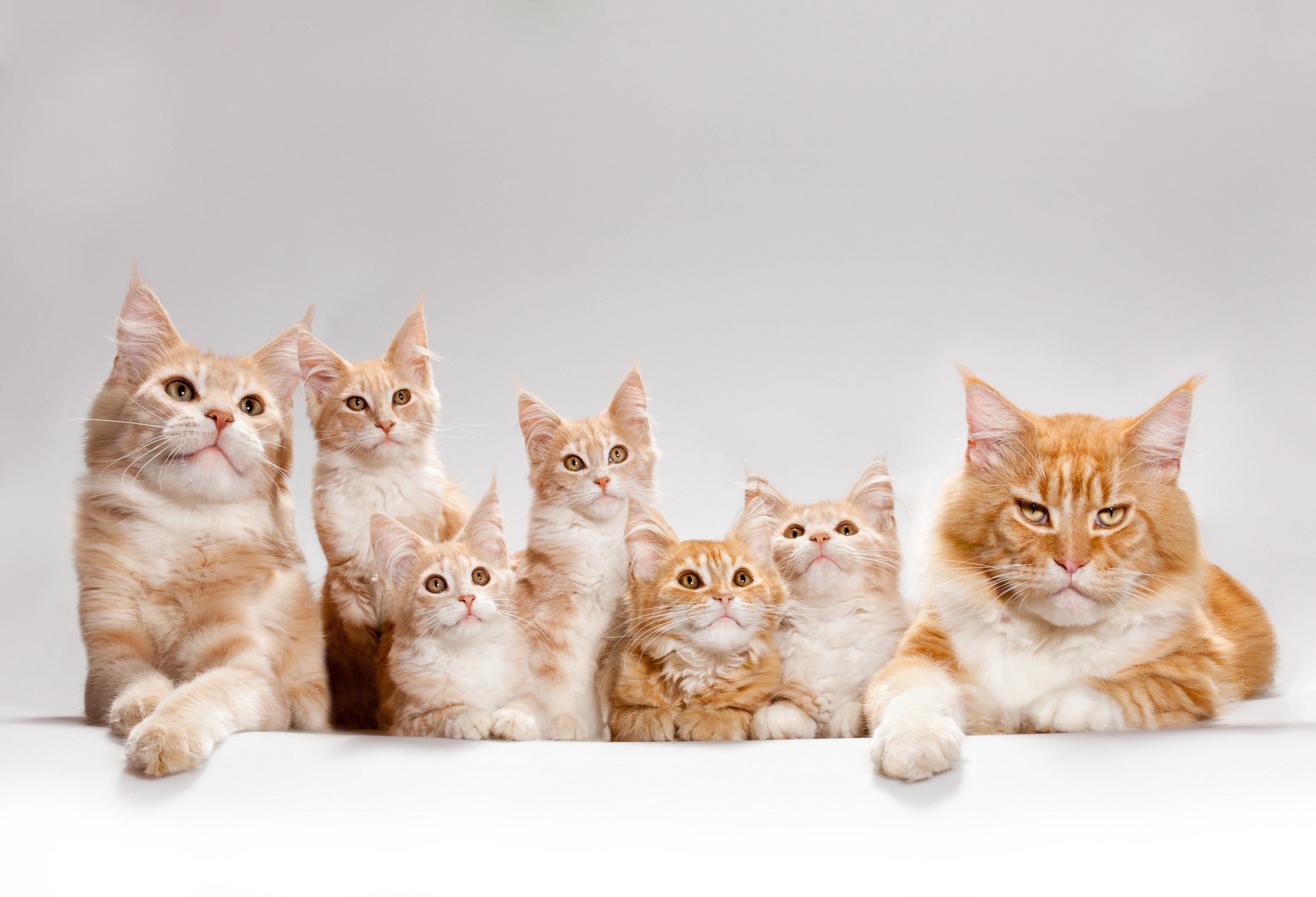 maine, Coon, Cat, Kitten, Family, Red Wallpaper