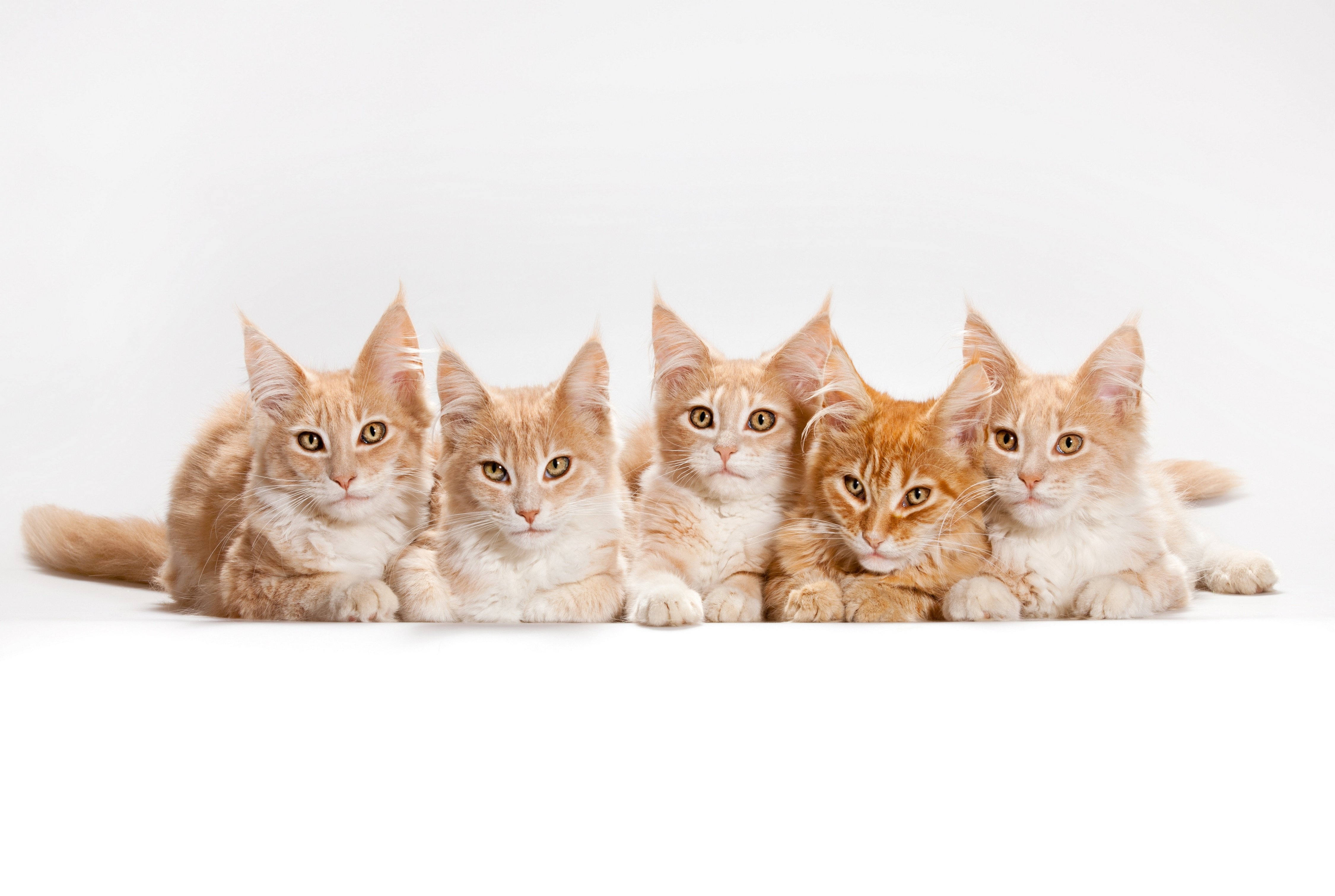 maine, Coon, Kitten, Cats, Red Wallpaper