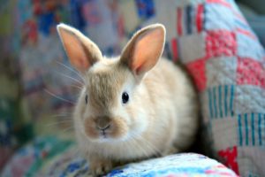 bunny, Fluffy, Rabbit, Easter